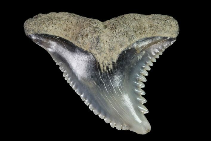 Hemipristis Shark Tooth Fossil - Virginia #96708